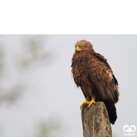 گونه عقاب خالدار کوچک Lesser Spotted Eagle